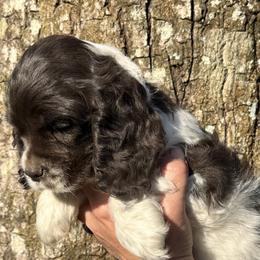 Cocker Spaniel Puppies from Anastasia Knight's Cocker Spaniels