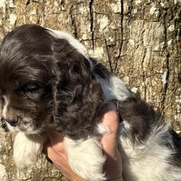 Cocker Spaniel Puppies from Anastasia Knight's Cocker Spaniels