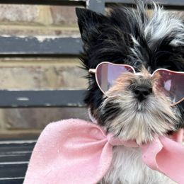 😘🐾SALE $2750 Teeny Tiny Lyla 🐾 😘So little and cute as a button! "PET ONLY" Fathers Day Special - Black tan and white Biewer Terrier puppy in Cartersville, Georgia from Alpha Tiny Paws