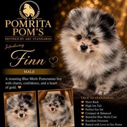 Finn - Blue merle male Pomeranian puppy in North Port, Florida from POMRITA POM’S