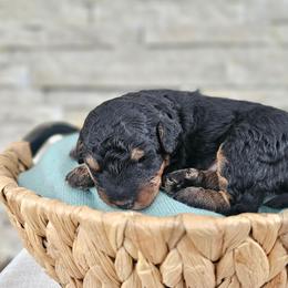 Zembezi Limpopo - Phantom female Bernedoodle puppy in Marshall, Michigan from Whispering Aspen Homestead