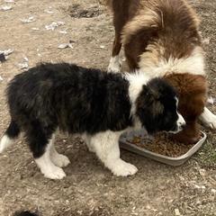 Karakachan Puppies from DeMaria Farm