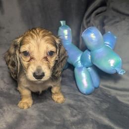 3 Timber - Cream female Dachshund puppy in Central Point, Oregon from MRS Long Dog Ranch