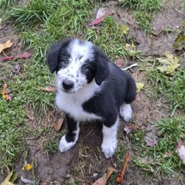 Electric - Black and white male Border Collie puppy in East Brady, Pennsylvania from Riverwood