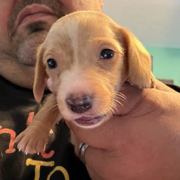No. 6 Cream - Cream female Dachshund puppy in Martinsville, Indiana from Witchy Woman’s Wiener’s