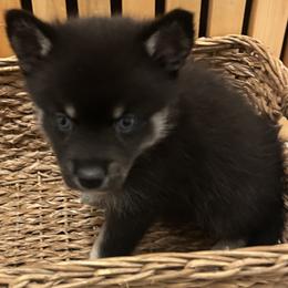 Fang - Wolf sable male Pomsky puppy in Pasco County, Florida from Pomsky Hills