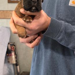 Nikki - Fawn female Boxer puppy in Thompson, Pennsylvania from Moonlitboxers