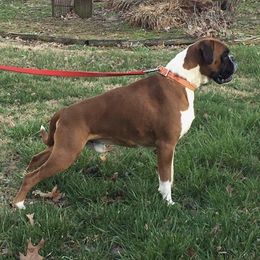 Boxers and French Bulldogs from Infinity Boxer’s n Infinity French Bulldog’s Von Helm