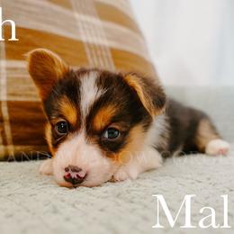 Stach - Black and tan male Pembroke Welsh Corgi puppy in Bend, Oregon from Highland Meadow Corgis