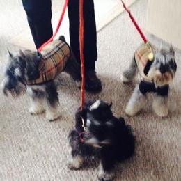 Miniature Schnauzer Puppies from Montage Miniature Schnauzers
