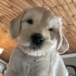 Bernedoodle and Goldendoodle Puppies from White Oak