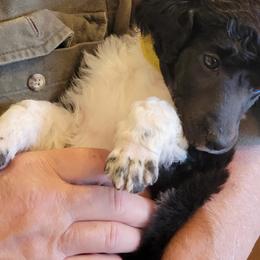 Poodle Puppies from Chapel Hill Poodles