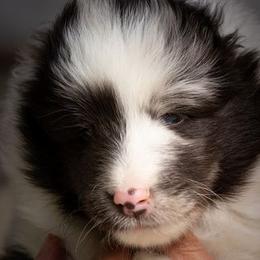 Shetland Sheepdog Puppies from Shirehill Shelties