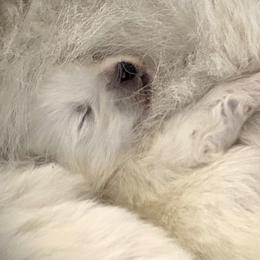 Samoyed Puppies from Hursley Manor Samoyeds