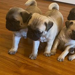 Pugs from Pug Love of Opelika Alabama