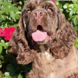 Otis - Cocker Spaniel