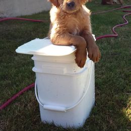 Golden Retriever Puppies from Arkansas River Golden Retrievers