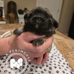 Josie - Fawn female Pekingese puppy in Berwick, Pennsylvania from TnK Pekingese