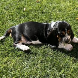 Girl 4 - Basset Hound puppy in Gilbert, Arizona from Redhead Hounds