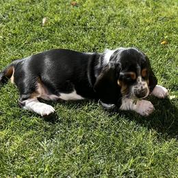 Girl 4 - Basset Hound puppy in Gilbert, Arizona from Redhead Hounds