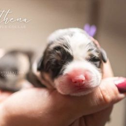 American Corgi and Pembroke Welsh Corgi Puppies from Constellation Corgi