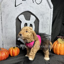 Lexus (Purple Collar) girl - Apricot female Goldendoodle puppy in Corona, California from Fluffy Puppy Mini Doodles LLC