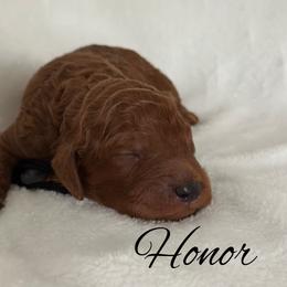 Honor - Red  male Poodle puppy in Dayton, Texas from Wolfe Island Poodles