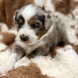 Light blue - Blue merle male Miniature Australian Shepherd puppy in 32046, Florida from River Hill Ranch