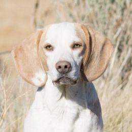 Bingo - Beagle