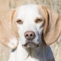 Bingo - Beagle