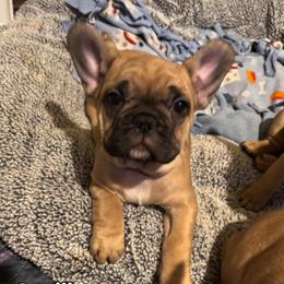 Cecilia - Fawn female French Bulldog puppy in Neenah, Wisconsin from Mimosa Acres French Bulldogs LLC