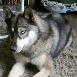 Iris - Siberian Husky