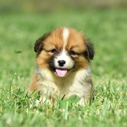 Fluffy Red Male - Red male Pembroke Welsh Corgi puppy in Kansas City, Missouri from Willow Creek Corgis