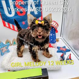 Melody ( Jazz music) - Chocolate and tan female Yorkshire Terrier puppy in Charlotte, North Carolina from Queen City Yorkies