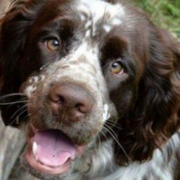 Gunner - English Springer Spaniel