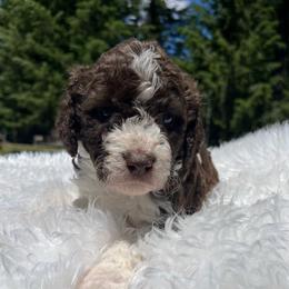Parsley - Brown and white female Aussiedoodle puppy in Clarkston, Washington from Doodle & Poodle Palace