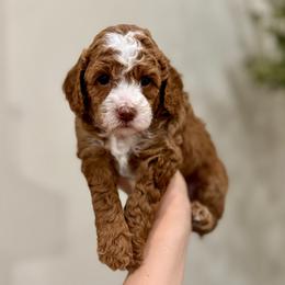 Maple girl - Red  female Goldendoodle puppy in Rio Linda, California from Plush Doodles