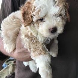 Bernedoodle Puppies from Majestic Hill Mini Bernedoodles LLC