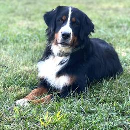 Lettie - Bernese Mountain Dog