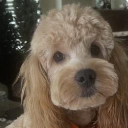 Bleu - Cockapoo