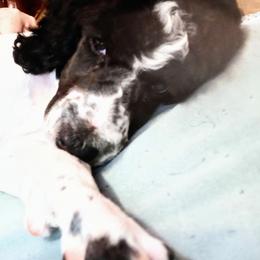 Poodle Puppies from Reeves Family Standard Poodles
