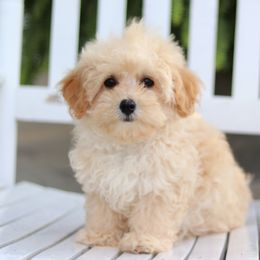 Maltipoo, Shichon, and Shihpoo Puppies from Timbercreek Puppies