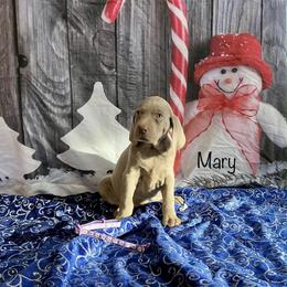 Mary - Silver gray female Weimaraner puppy in Aitkin, Minnesota from Whispering’s GunDogs