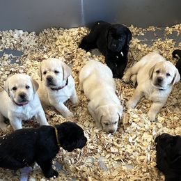 Labrador Retriever Puppies from Labs of Woodhaven