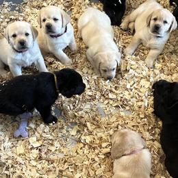 Labrador Retriever Puppies from Labs of Woodhaven