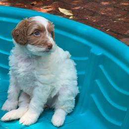 Shelly - Parti female Double Doodle puppy in Marina Del Rey, California from Super Double Doodles