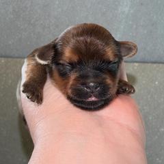 Brady - Red male Shorkie puppy in Midland, Texas from Southern Yorkie Pies