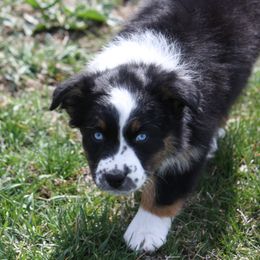 Australian Shepherd Puppies from Flying L Aussies
