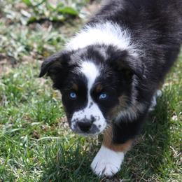 Australian Shepherd Puppies from Flying L Aussies