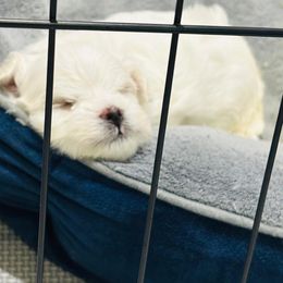 Maltese Puppies from Cheery Pups